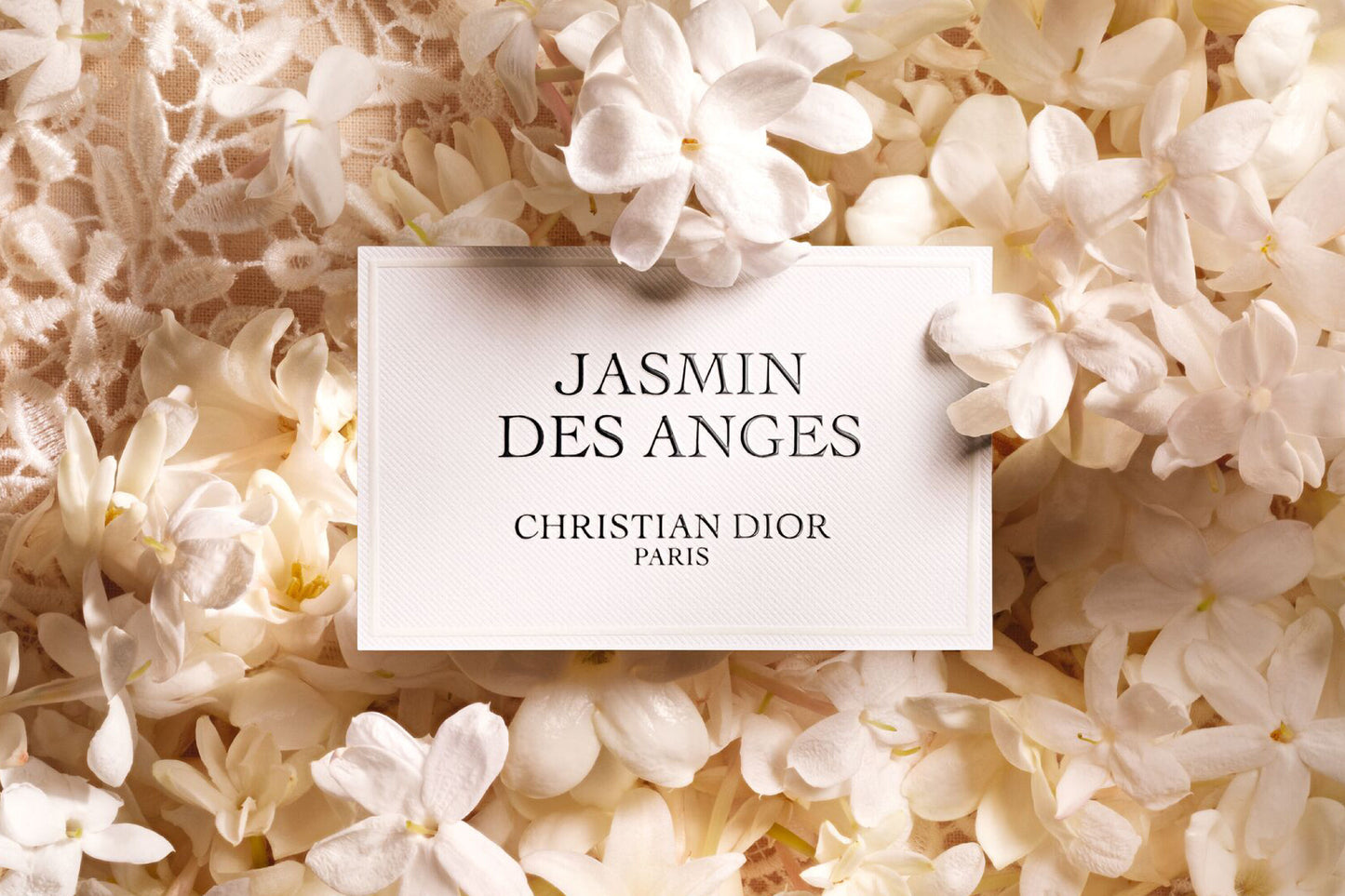 Jasmin des Anges